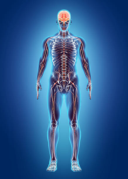 human body image.jpg